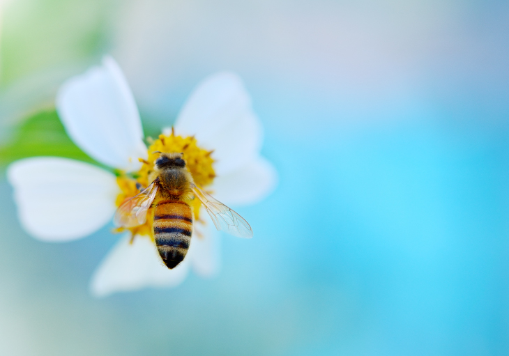 bees